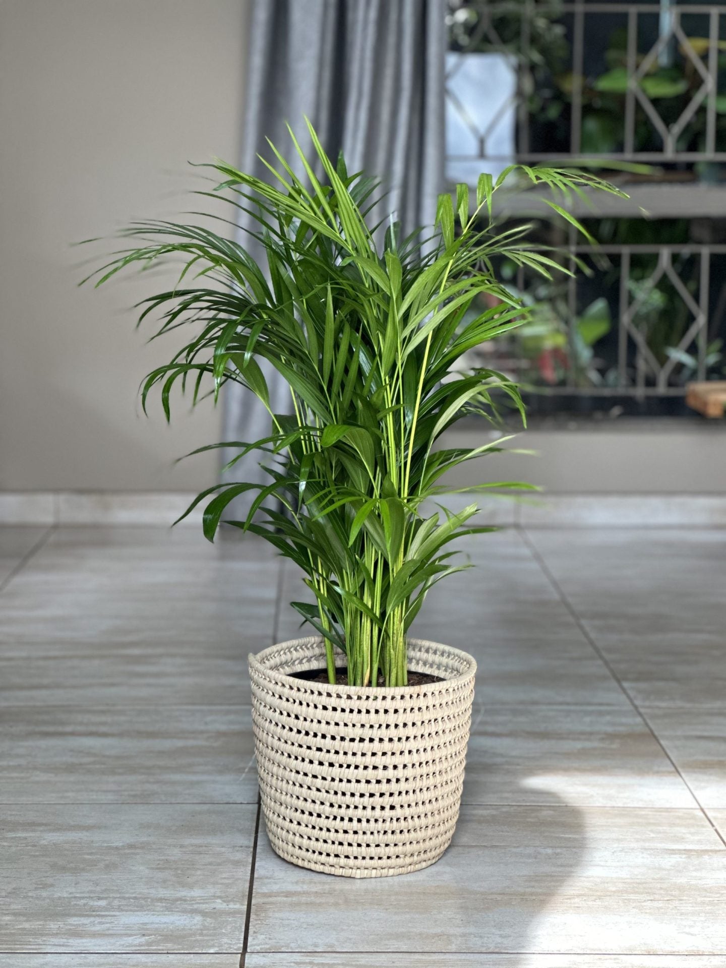 areca palm online south africa Large Bamboo Palm With Basket – Botanical Heaven
