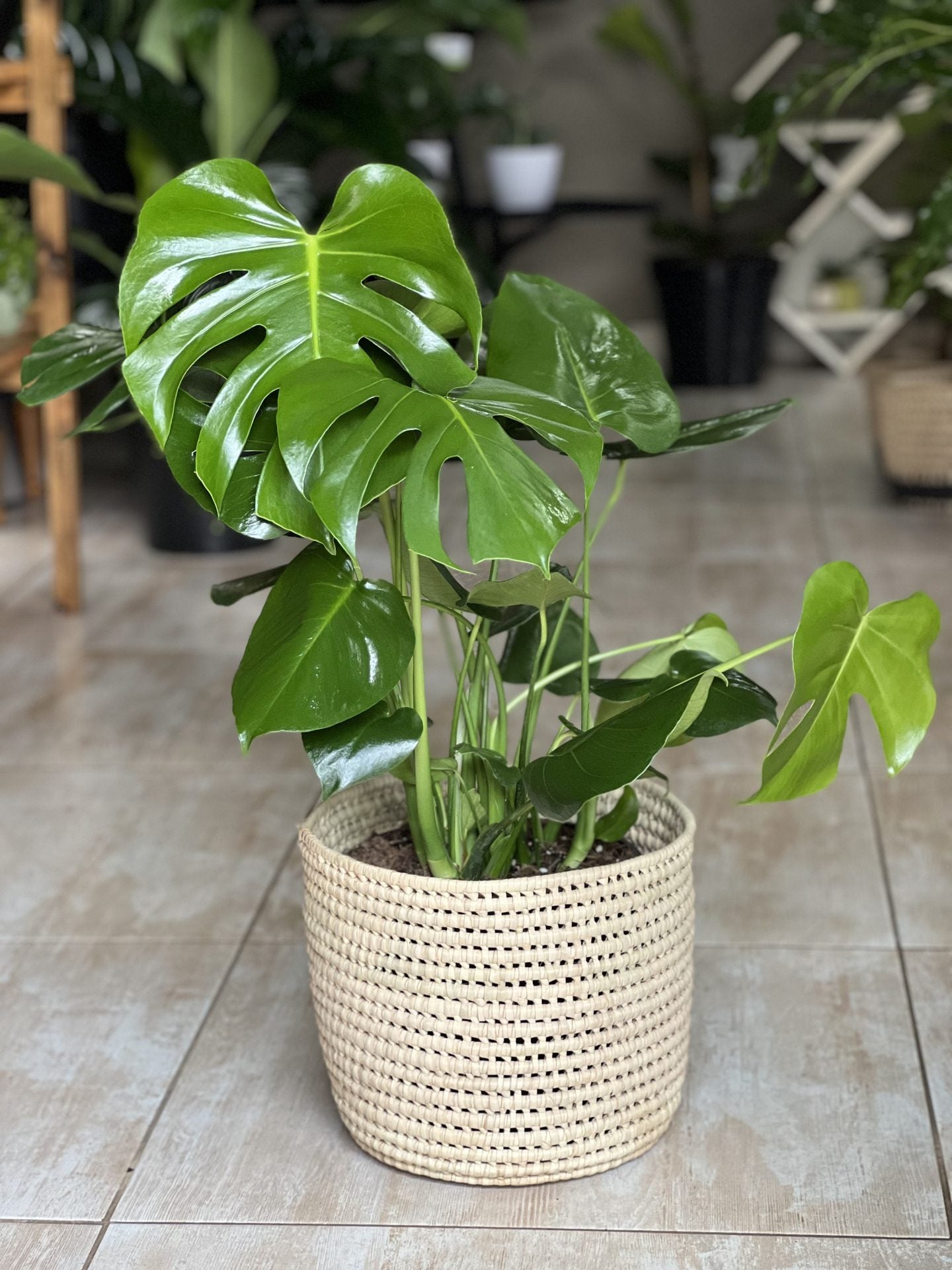 monstera plant in basket Large Monstera Deliciosa With Basket – Botanical Heaven