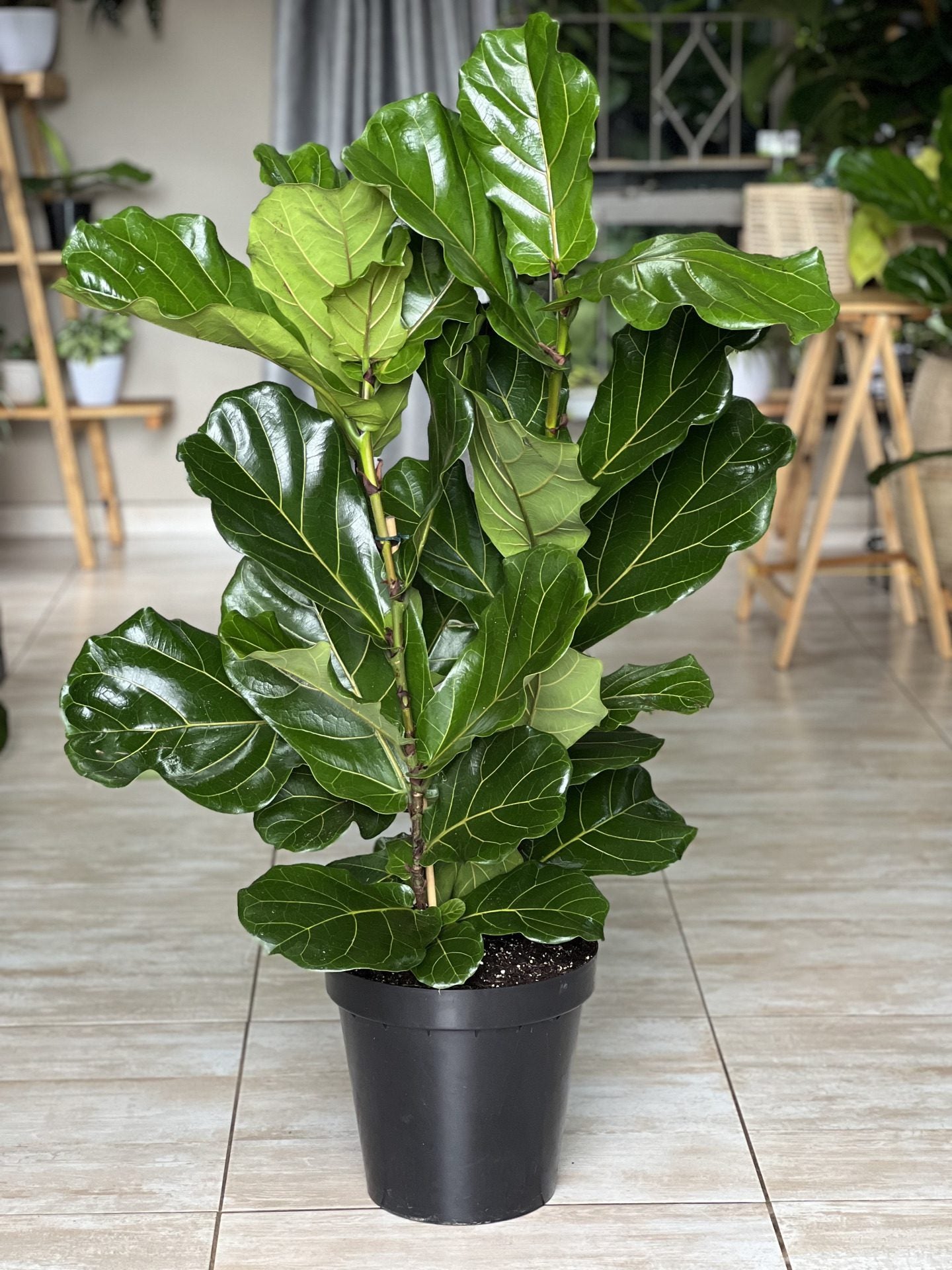 fiddle leaf fig south africa XL Fiddle Leaf Fig 3pp – Botanical Heaven