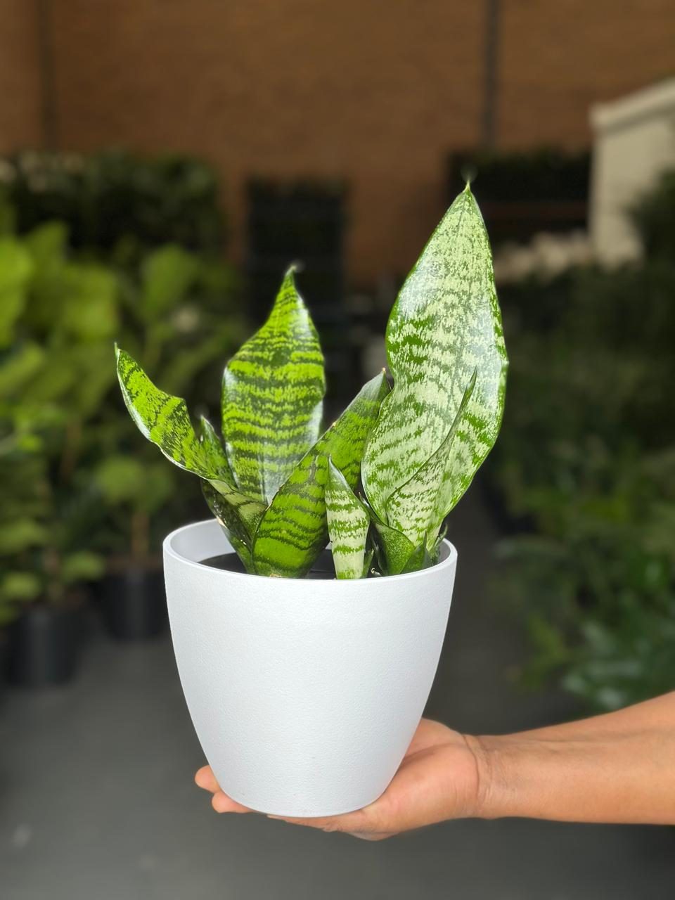 decorative pots for snake plants Small Green Snake Plant With Decorative pot – Botanical Heaven