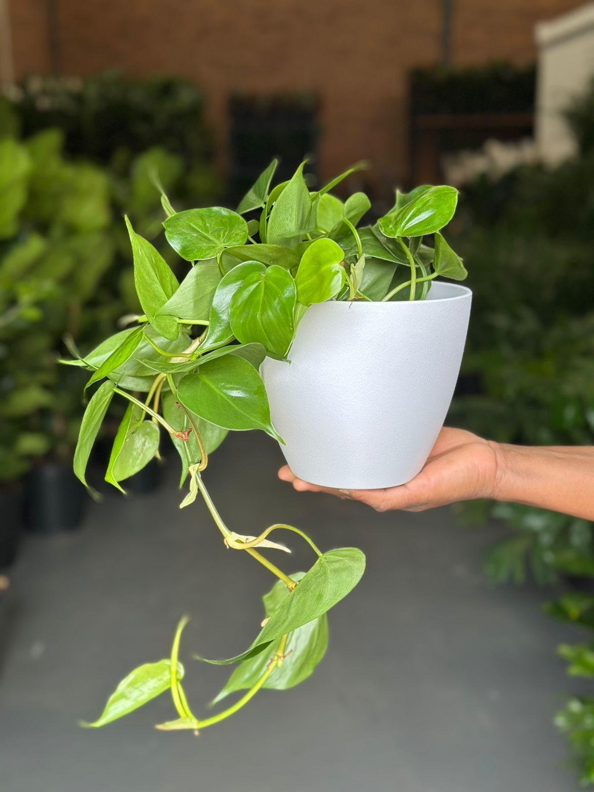 small heart leaf philodendron Small Heart Leaf Philodendron With Decorative Pot – Botanical Heaven
