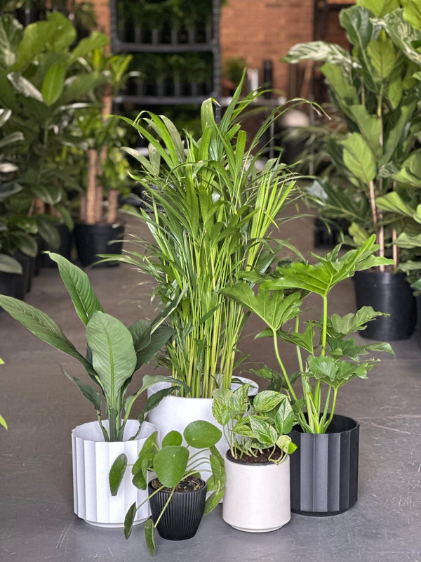 Indoor Plants In Decorative Pots