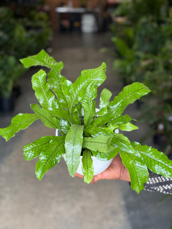 Small Crocodile Fern With Decorative Pot