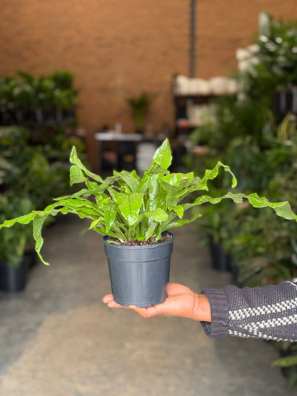 Small Crocodile Fern