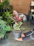 Medium Rubber Plant Ruby