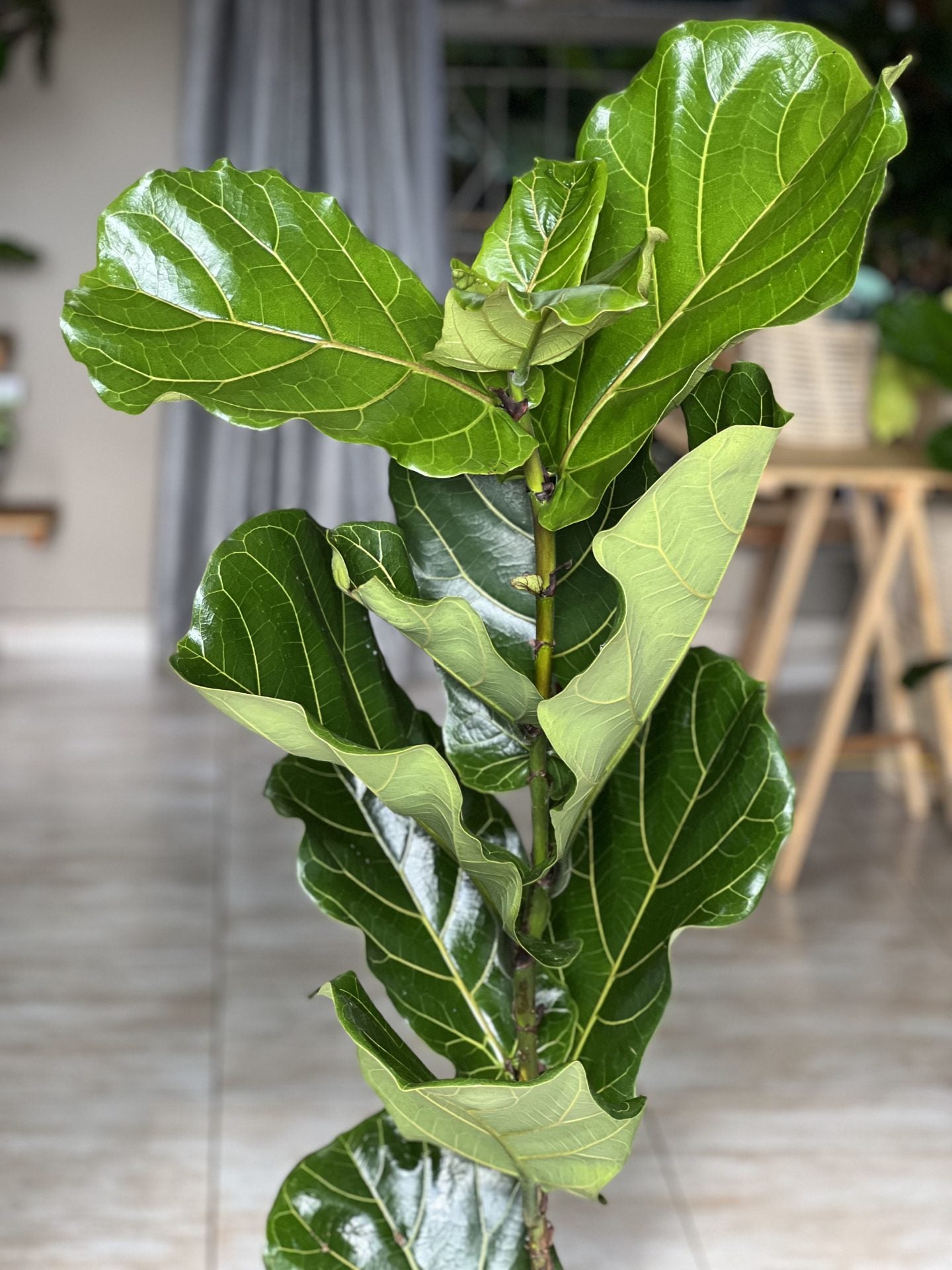 XL Fiddle Leaf Fig (single stem)