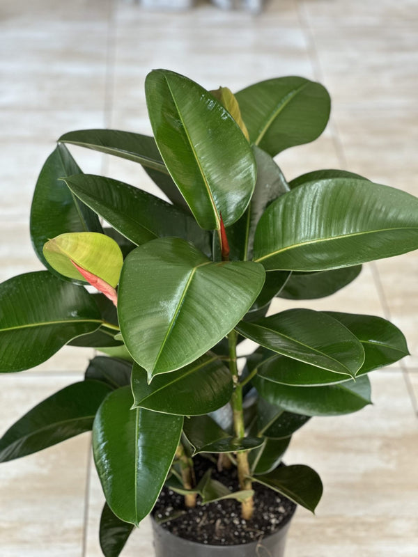 Large Rubber Plant Robusta