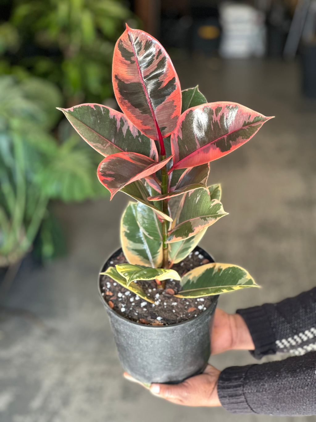 Medium Rubber Plant Ruby