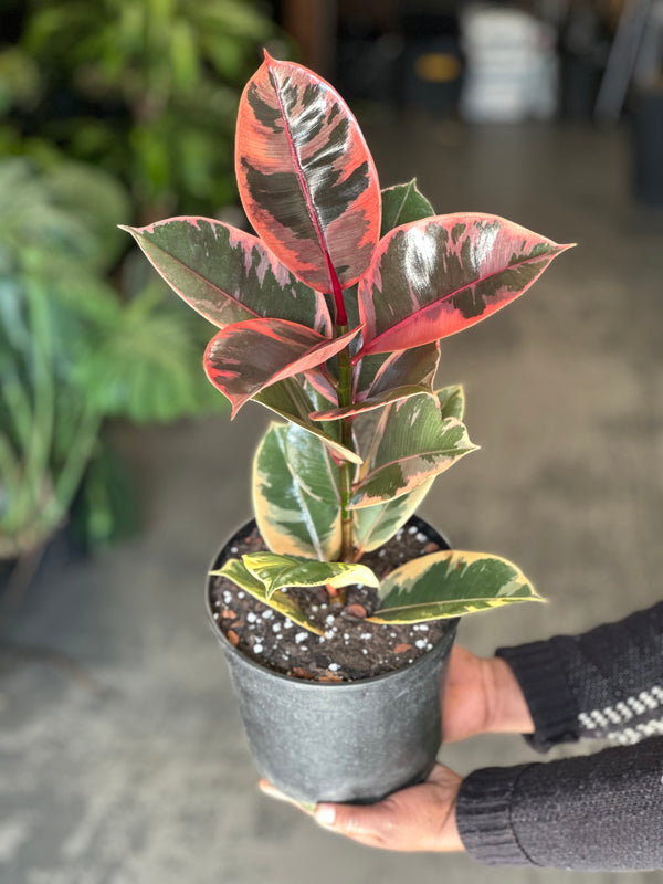 Medium Rubber Plant Ruby