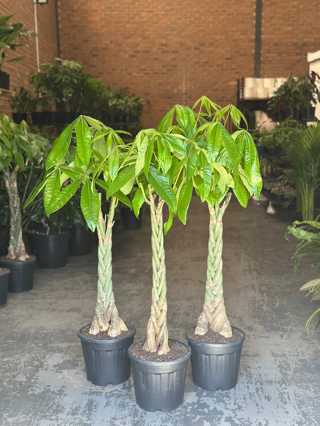XL Money Tree