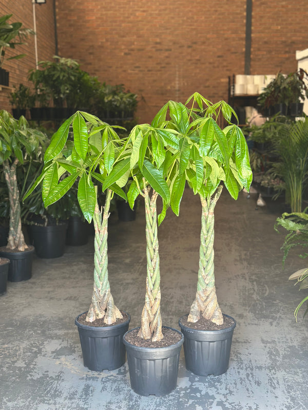 XL Money Tree