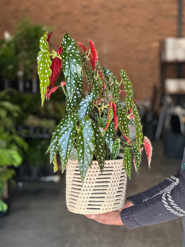Medium Polka Dot Begonia With Basket