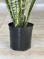 Variegated Snake Plant (M)
