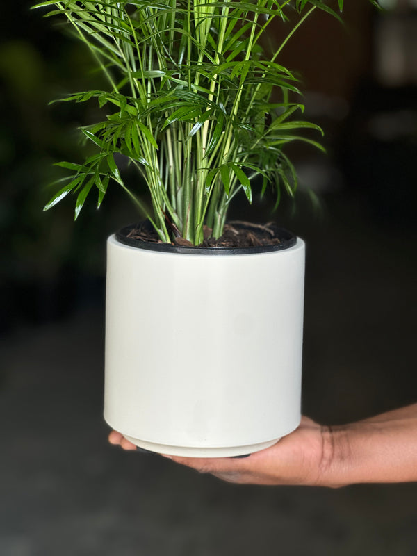 Small Love Palm With Decorative Pot
