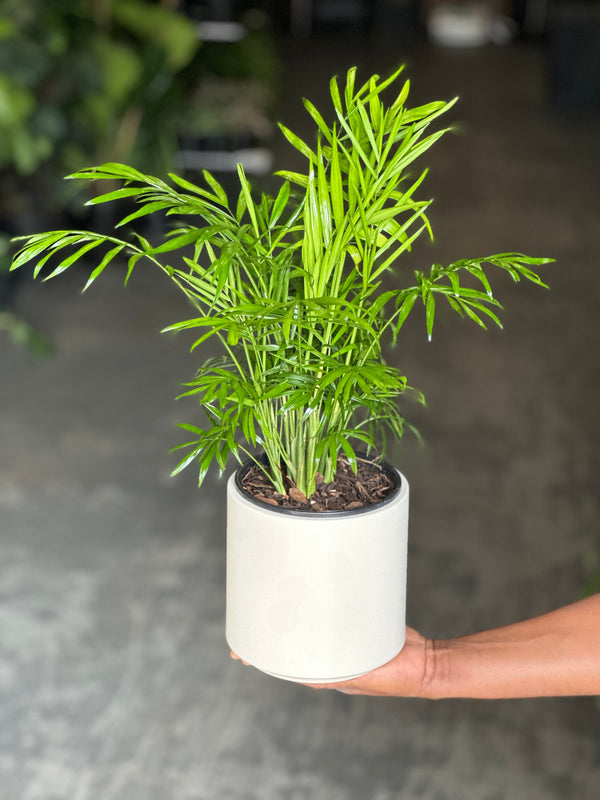 Small Love Palm With Decorative Pot