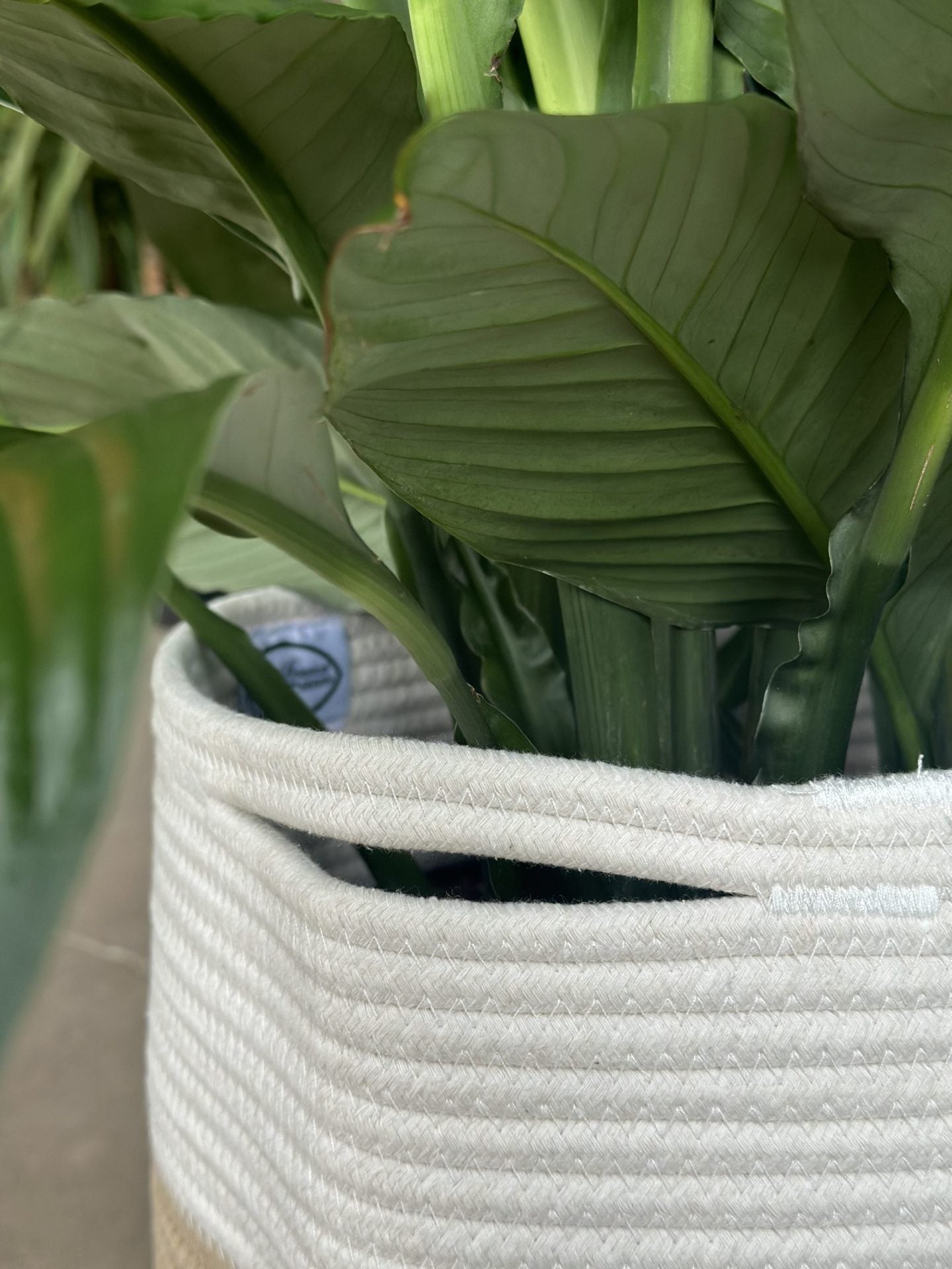 XL Natural Cotton Rope Basket - HH