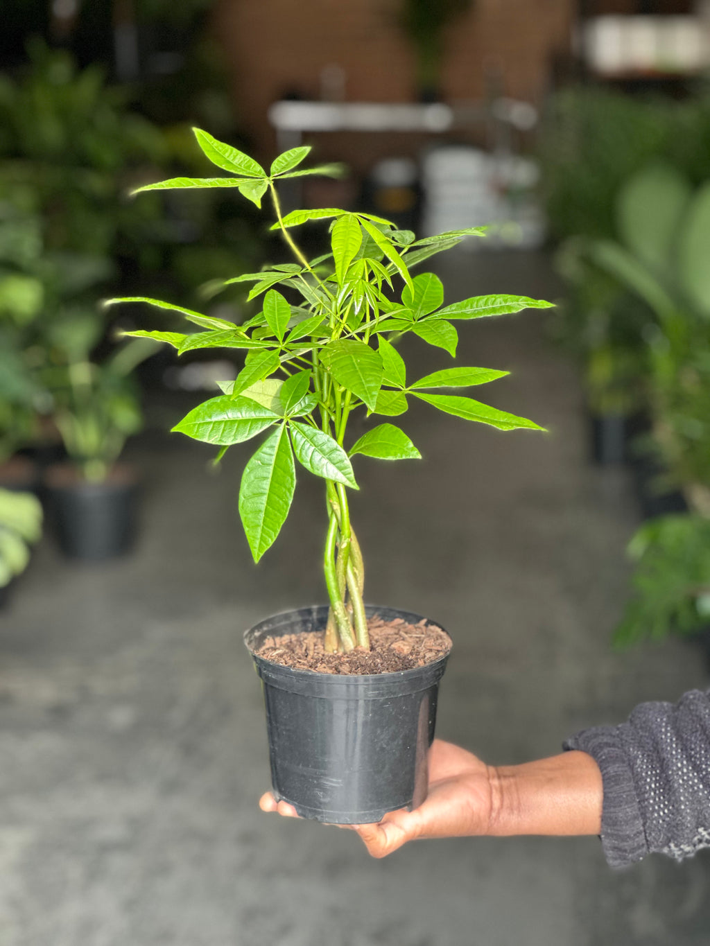 Small Money Tree