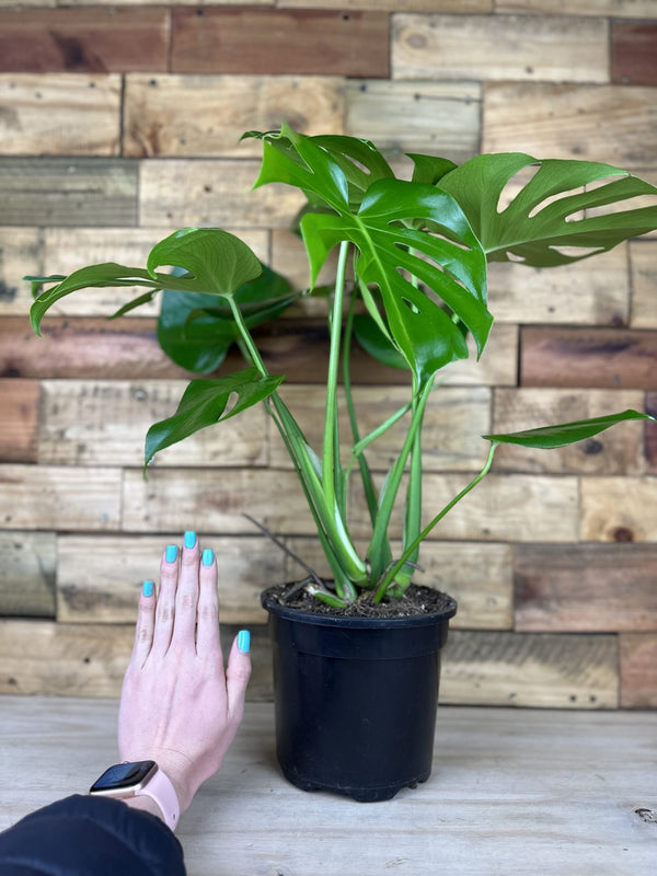 Medium Monstera Deliciosa