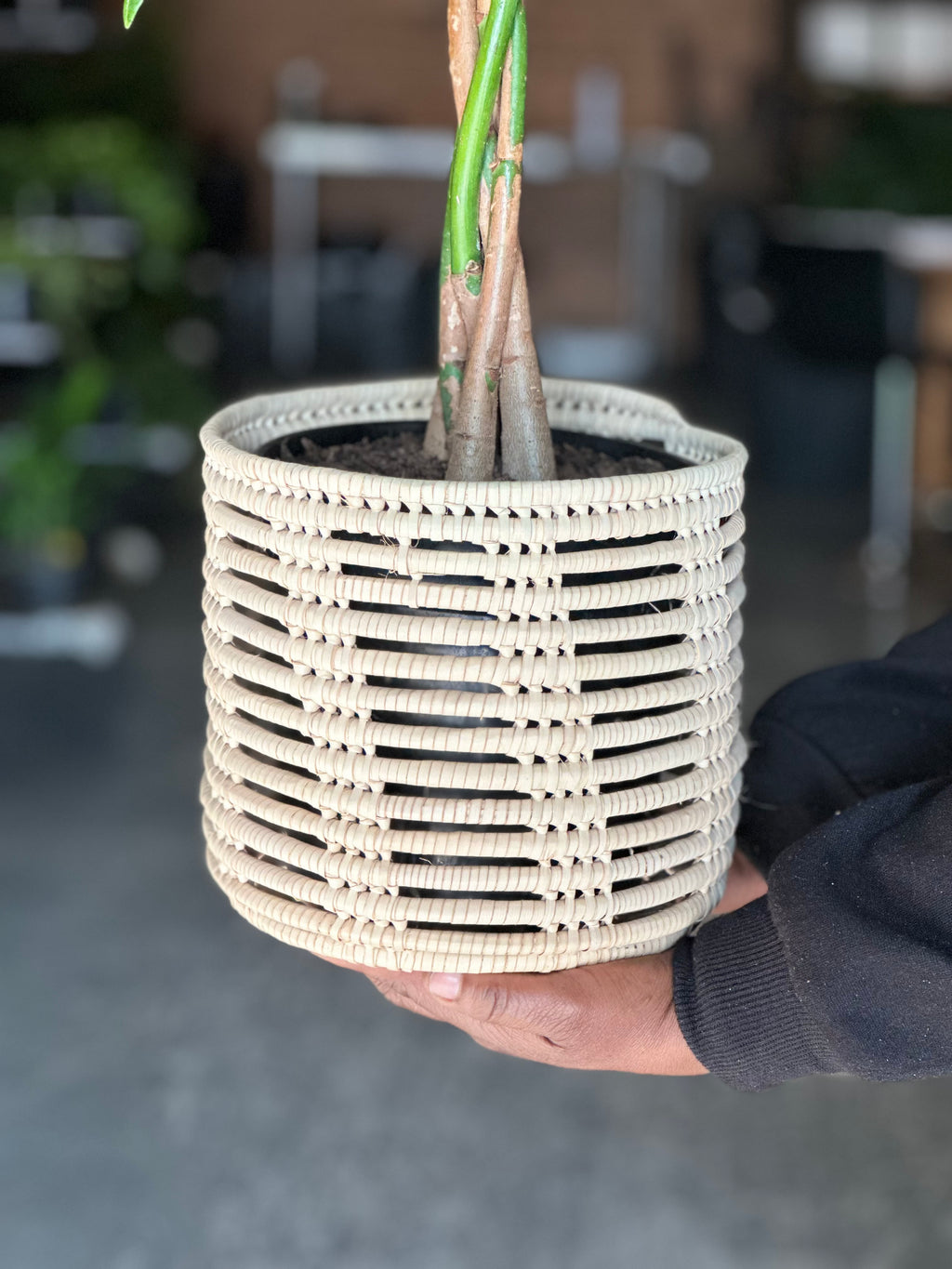 Medium Money Tree With a Basket