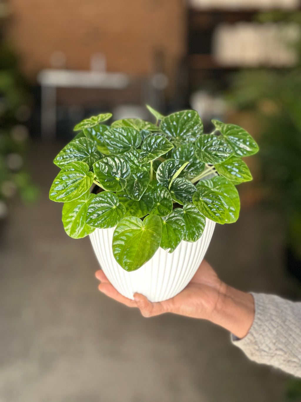Small Green Ripple Peperomia With Decorative Pot