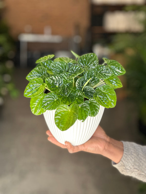 Small Green Ripple Peperomia With Decorative Pot