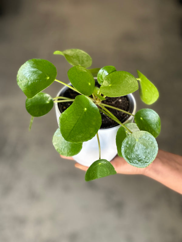 XS Chinese Money Plant With Decorative Pot
