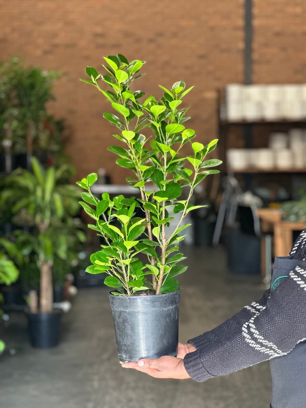 Medium Ficus Moclame