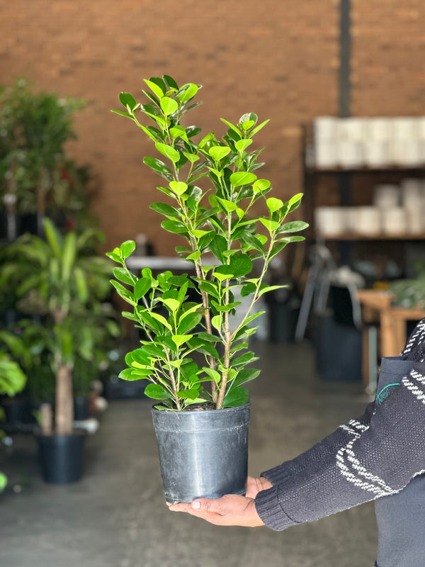 Medium Ficus Moclame