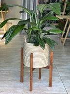 XL Plant Stand- Kiaat