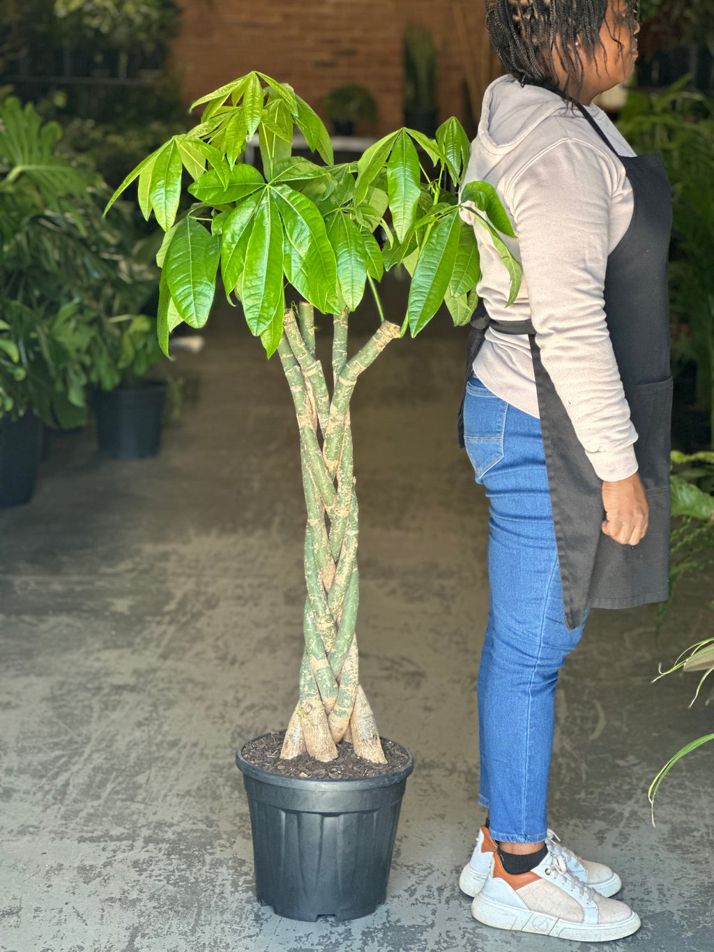 XL Money Tree