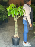XL Money Tree
