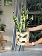Variegated Snake Plant With Basket (M)