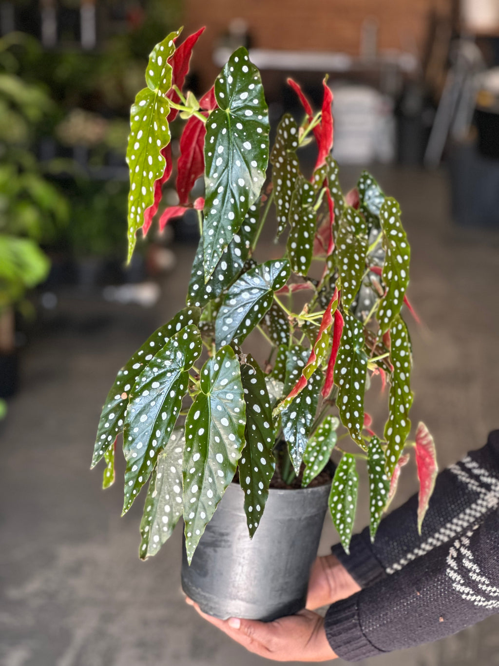 Medium Polka Dot Begonia