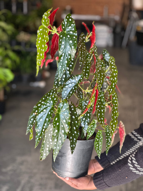 Medium Polka Dot Begonia