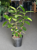 XL Rubber Plant Robusta