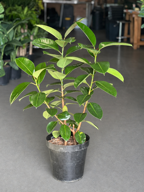 XL Rubber Plant Robusta