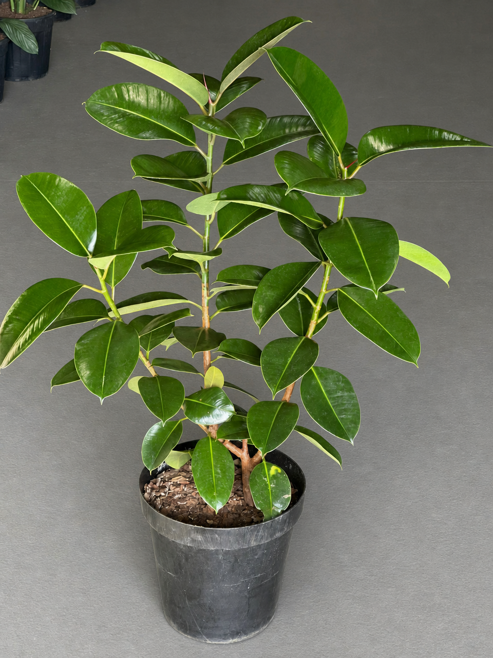 XL Rubber Plant Robusta