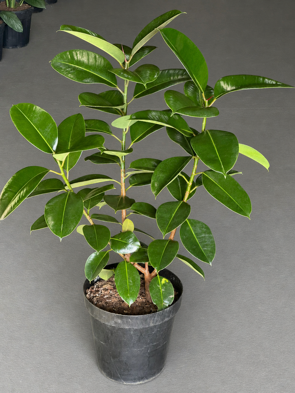 XL Rubber Plant Robusta