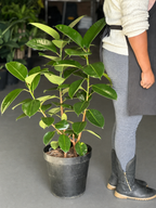 XL Rubber Plant Robusta