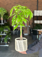 Medium Money Tree With a Basket