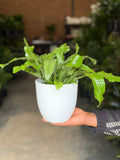 Small Crocodile Fern With Decorative Pot