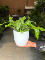 Small Crocodile Fern With Decorative Pot