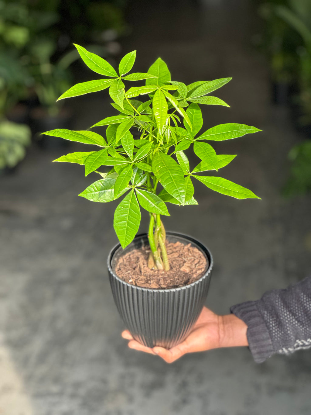 Small Money Tree With Decorative Pot