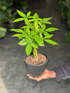 Small Money Tree With Decorative Pot