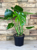 Medium Monstera Deliciosa