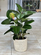 Large Rubber Plant Robusta With Basket