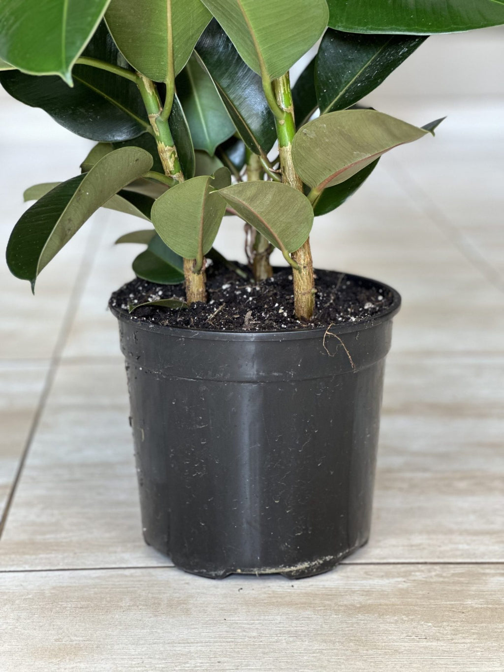 Large Rubber Plant Robusta