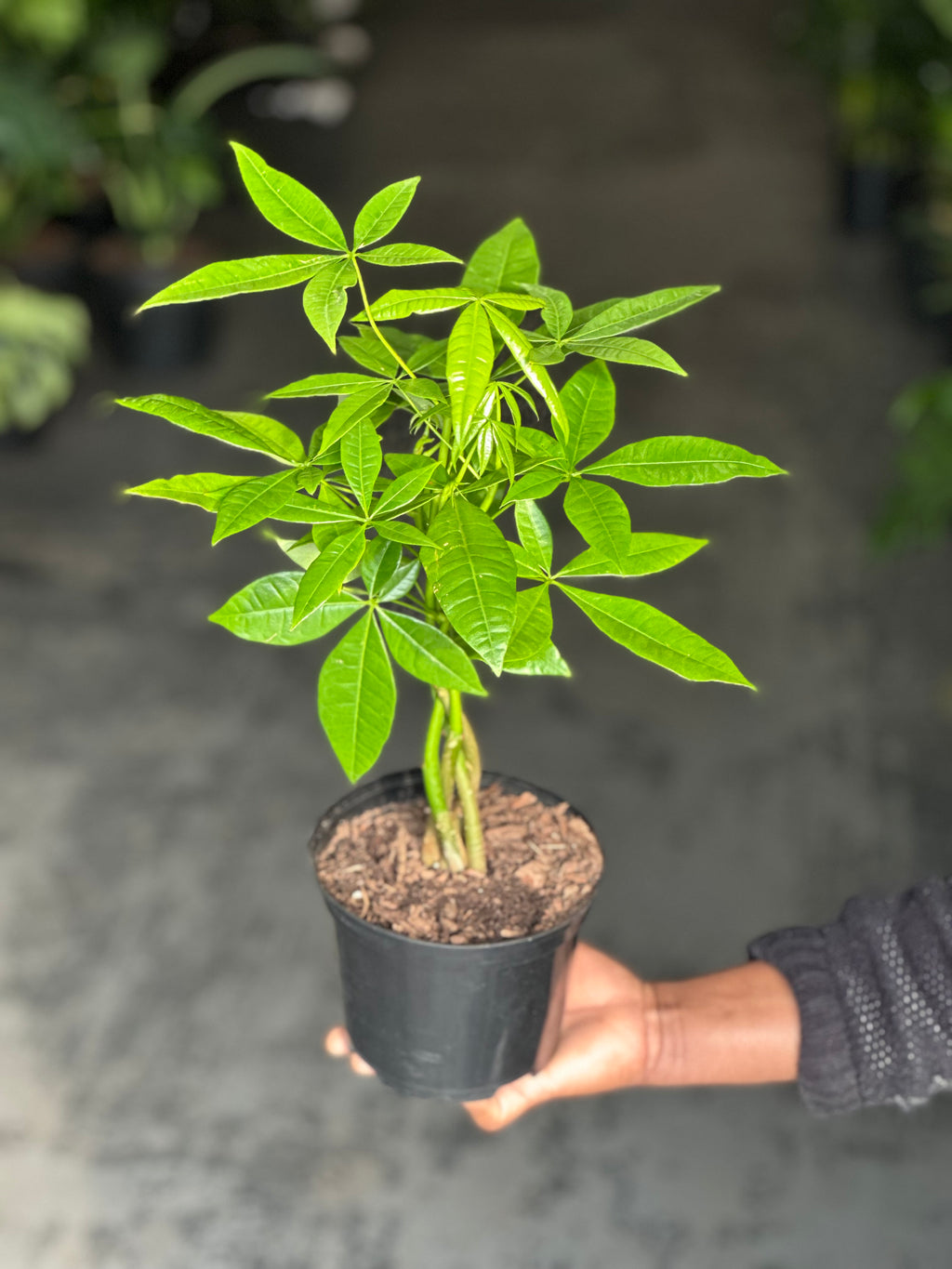 Small Money Tree