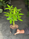 Small Money Tree