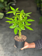 Small Money Tree